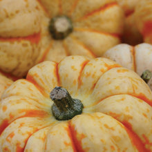 Load image into Gallery viewer, Pumpkin Sweet Lightning F1