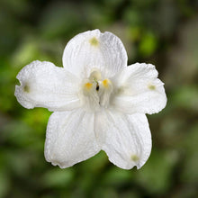 Load image into Gallery viewer, Delphinium Hunky Dory White F1