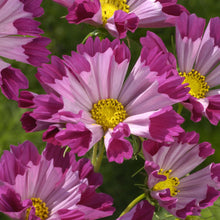 Load image into Gallery viewer, Cosmos Seashells Red