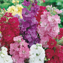 Load image into Gallery viewer, Unwins Fragrant Blooms for Bouquets Seed Bundle