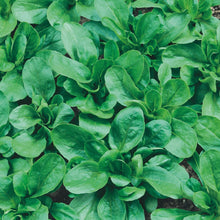 Load image into Gallery viewer, Salad Leaf Lamb's Elan