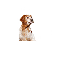 Load image into Gallery viewer, Royal Canin Medium Ageing Loaf in Can 410g x 12