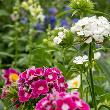 Load image into Gallery viewer, Sweet William Early Summer Scented