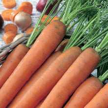 Load image into Gallery viewer, Carrot Flyaway F1