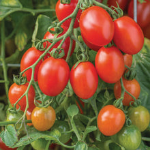 Load image into Gallery viewer, Tomato (Cherry Plum) Montello F1