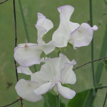Load image into Gallery viewer, Sweet Pea Albutt Blue
