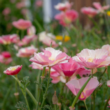Load image into Gallery viewer, Poppy (Californian) Frilled Rose