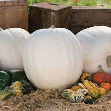 Load image into Gallery viewer, Little Growers Pumpkin Polar Bear