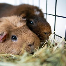 Load image into Gallery viewer, Country Values Soft and Snuggly Bedding Hay 1kg x 2