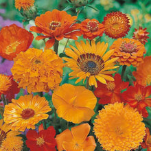 Load image into Gallery viewer, Unwins Sea of Orange Mixed Annuals