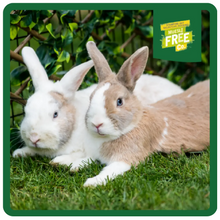 Load image into Gallery viewer, Burgess Excel Rabbit Adult Mint 9kg