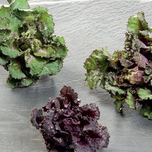 Load image into Gallery viewer, Brussels Sprout Kalettes Garden Mix
