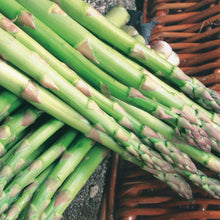 Load image into Gallery viewer, Asparagus Connover's Colossal