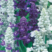 Load image into Gallery viewer, Salvia Wedgewood Blend