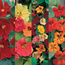 Load image into Gallery viewer, Nasturtium 4 in 1 Collection Pack