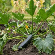 Load image into Gallery viewer, Courgette Firenze F1