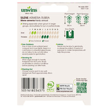 Load image into Gallery viewer, Silene Armeria Rubra