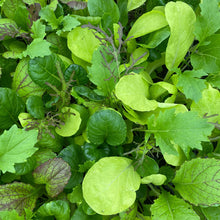 Load image into Gallery viewer, Salad Leaf Spicy Mix