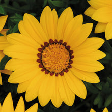 Load image into Gallery viewer, Gazania Daybreak XP Yellow