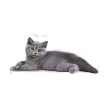 Load image into Gallery viewer, Royal Canin British Shorthair Kitten 400g