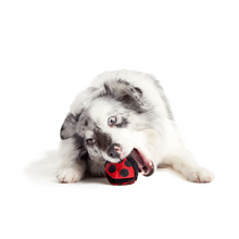 Load image into Gallery viewer, Bark Lady Bugsy Dog Toy