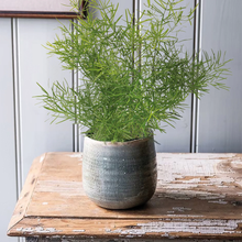 Load image into Gallery viewer, Unwins Houseplant Seeds Range
