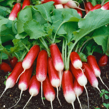 Load image into Gallery viewer, Radish French Breakfast 3