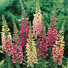 Load image into Gallery viewer, Unwins Cottage Flower Seed Bundle