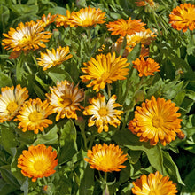 Load image into Gallery viewer, Calendula Oopsy Daisy