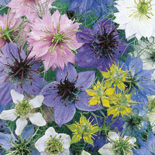 Load image into Gallery viewer, Love In A Mist Allsorts