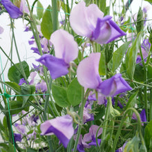 Load image into Gallery viewer, Unwins Sweet Pea Seed Lovers Bundle