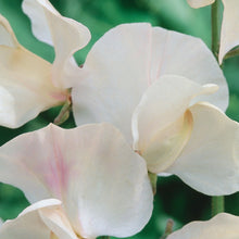 Load image into Gallery viewer, Sweet Pea Juliet