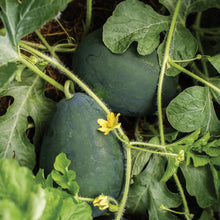 Load image into Gallery viewer, Unwins Sweet Summer Fruit Seed Bundle