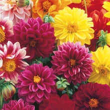 Load image into Gallery viewer, Unwins Autumn Flowering Seed Bundle