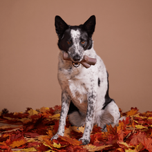 Load image into Gallery viewer, Bark Fall Fetch Stick