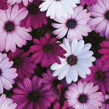 Load image into Gallery viewer, Osteospermum Akila Mix F1