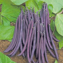 Load image into Gallery viewer, French Bean (Dwarf) Amethyst