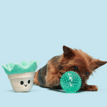Load image into Gallery viewer, Bark Suki Succulent Dog Toy