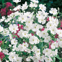 Load image into Gallery viewer, Gypsophila Covent Garden
