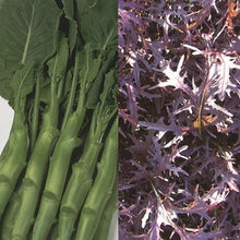 Load image into Gallery viewer, Salad Spicy Collection Pack