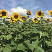 Load image into Gallery viewer, NH Sunflower Tall Timbers