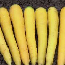 Load image into Gallery viewer, Carrot Gold Nugget F1