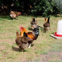 Load image into Gallery viewer, Extra Select Mixed Corn 20kg