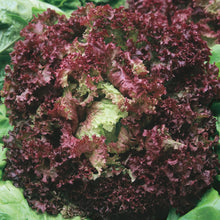 Load image into Gallery viewer, Lettuce (Looseleaf) Lollo Rossa
