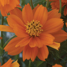 Load image into Gallery viewer, Coreopsis Double The Sun