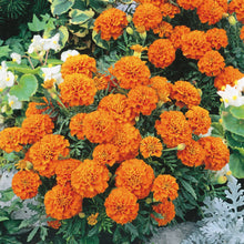 Load image into Gallery viewer, Marigold (French) Orange Winner