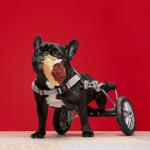 Load image into Gallery viewer, Bark Turkey Barker Dog Toy