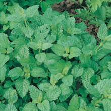 Load image into Gallery viewer, Herb Lemon Balm Melissa