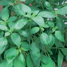 Load image into Gallery viewer, Herb Basil Sweet Green
