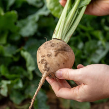 Load image into Gallery viewer, Beetroot Avalanche F1